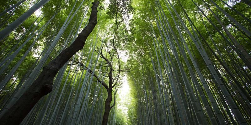 如何优化机器学习模型？调参技巧与数据增强策略